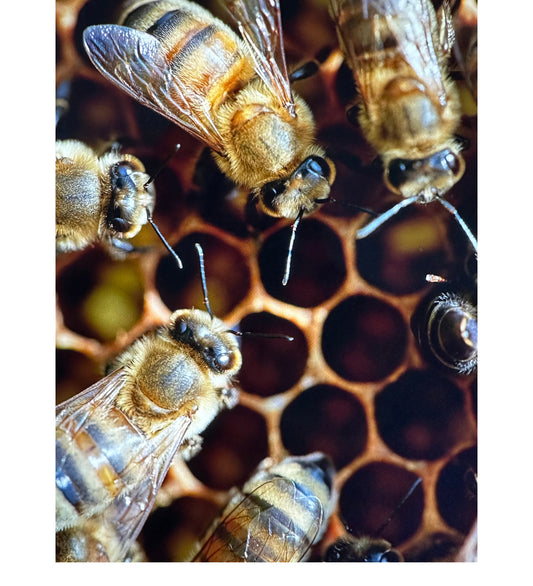 The Sustainable Beauty of Harmonic Beekeeping
